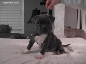 BLUENOSEPITBULLPUPPIES